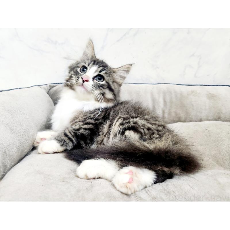 販売中の北海道のノルウェージャンフォレストキャット-133708の5枚目