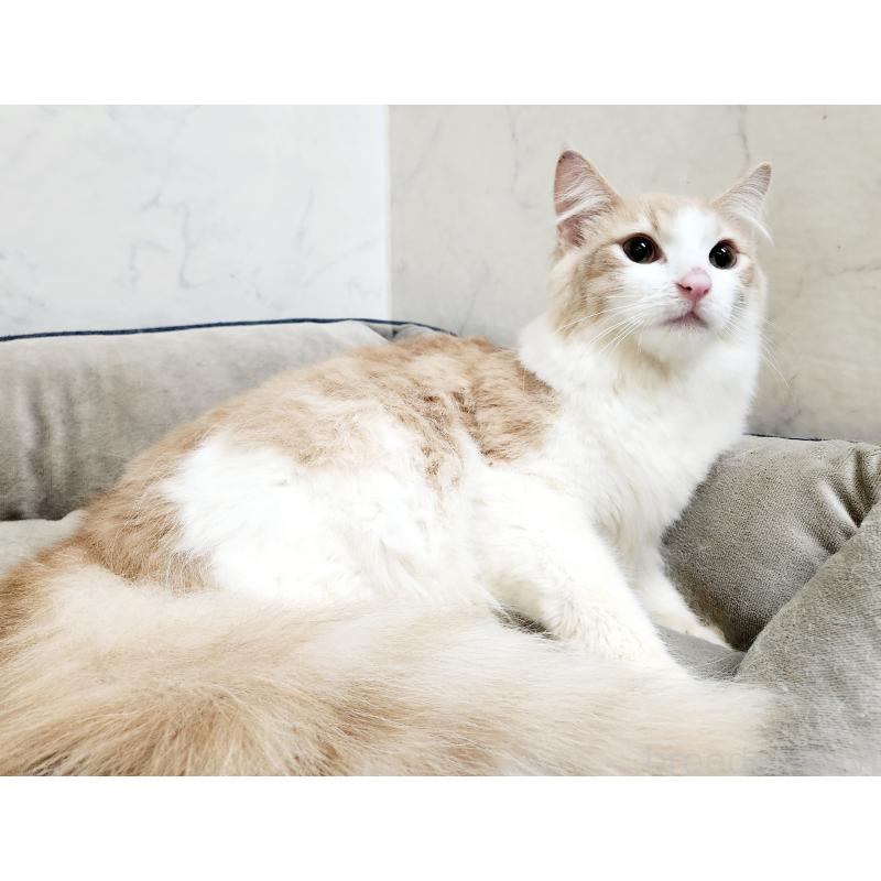 販売中の北海道のノルウェージャンフォレストキャット-131667の7枚目