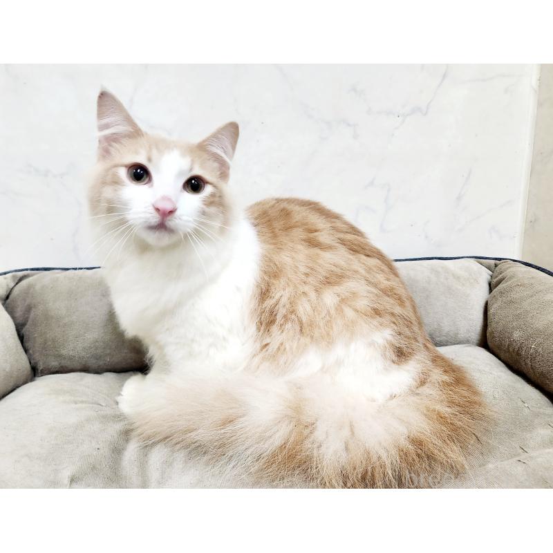 販売中の北海道のノルウェージャンフォレストキャット-131667の6枚目