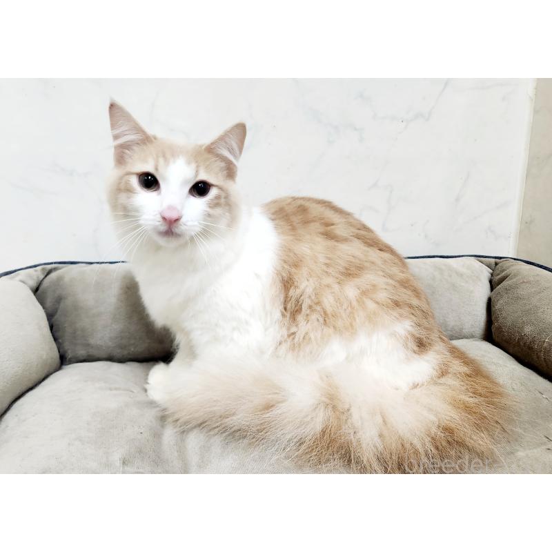 販売中の北海道のノルウェージャンフォレストキャット-131667の5枚目