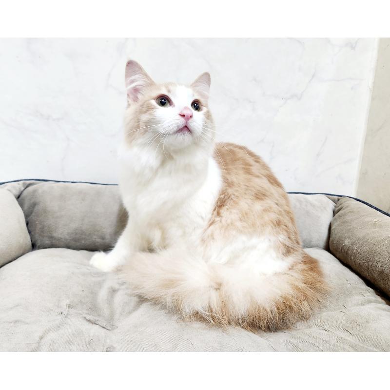 販売中の北海道のノルウェージャンフォレストキャット-131667の3枚目