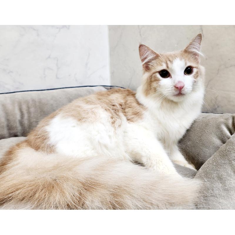 販売中の北海道のノルウェージャンフォレストキャット-131667の2枚目