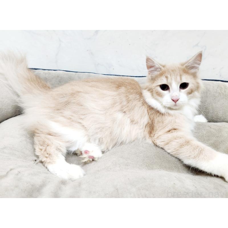 販売中の北海道のノルウェージャンフォレストキャット-132302の3枚目