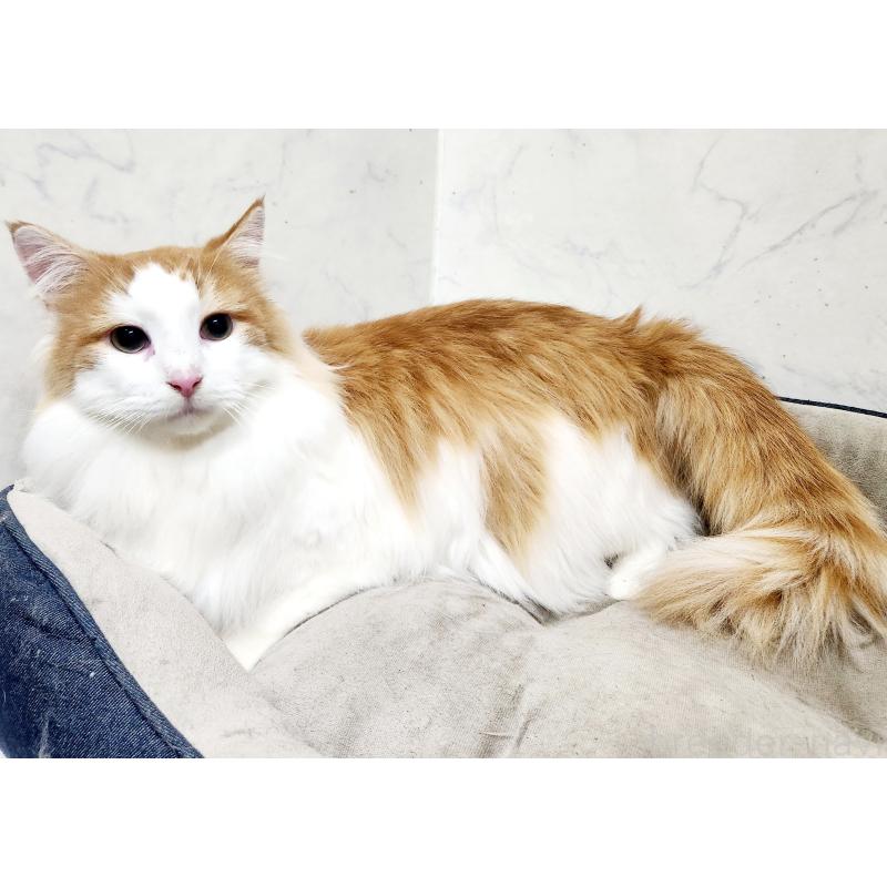 販売中の北海道のノルウェージャンフォレストキャット-101792の5枚目