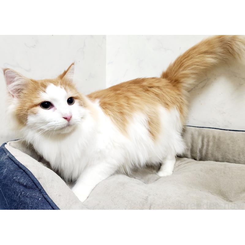 販売中の北海道のノルウェージャンフォレストキャット-101792の4枚目