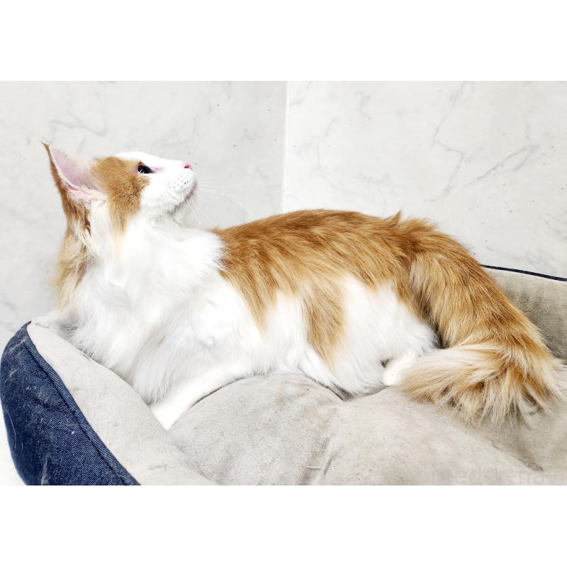 販売中の北海道のノルウェージャンフォレストキャット-101792の3枚目