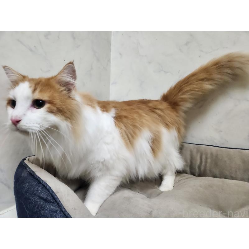 販売中の北海道のノルウェージャンフォレストキャット-101792の2枚目