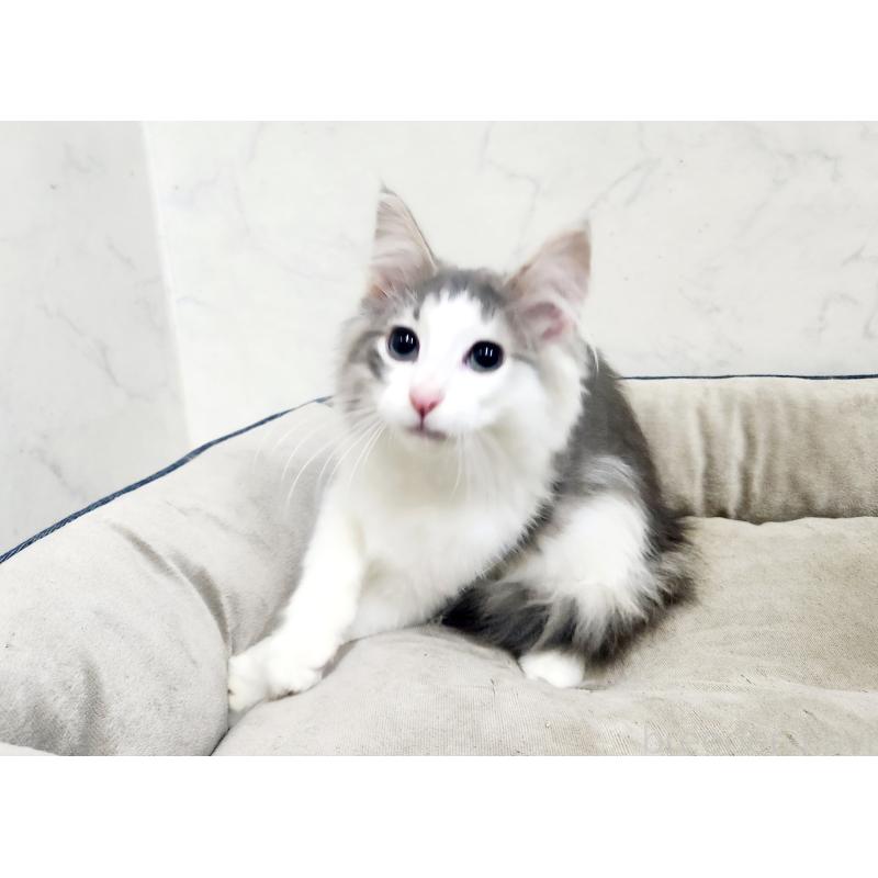 販売中の北海道のノルウェージャンフォレストキャット-134151の9枚目