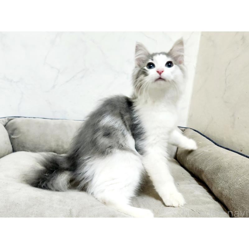 販売中の北海道のノルウェージャンフォレストキャット-134151の8枚目