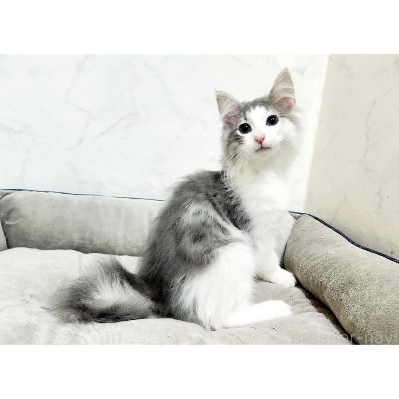 販売中の北海道のノルウェージャンフォレストキャット-134151の7枚目