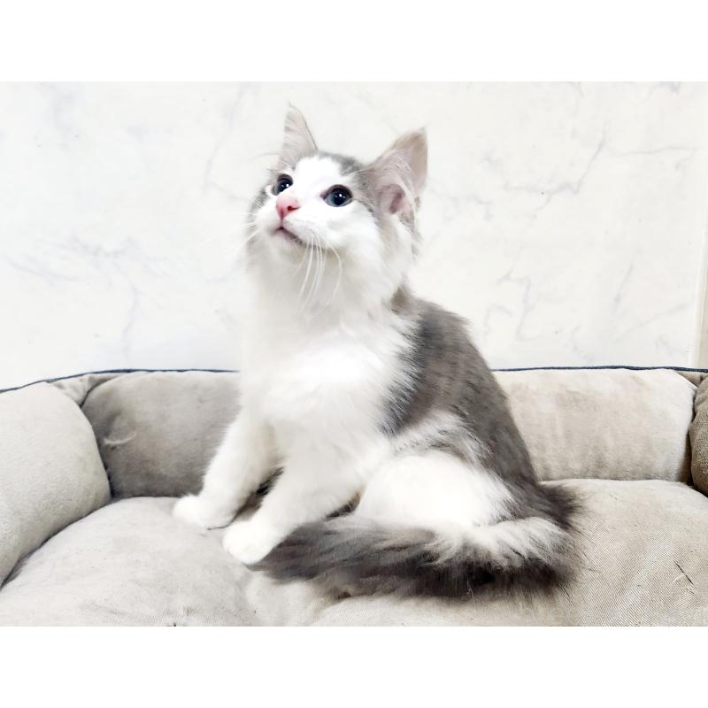 販売中の北海道のノルウェージャンフォレストキャット-134151の6枚目