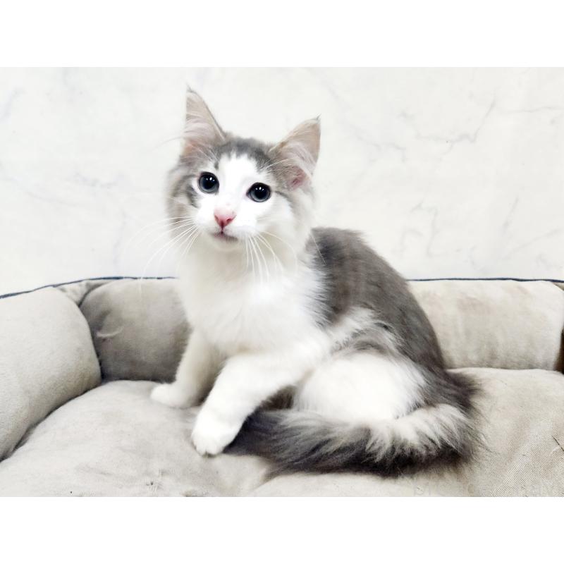 販売中の北海道のノルウェージャンフォレストキャット-134151の5枚目