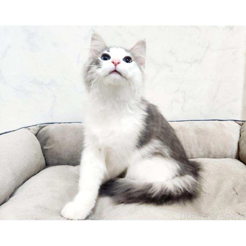 販売中の北海道のノルウェージャンフォレストキャット-134151の4枚目