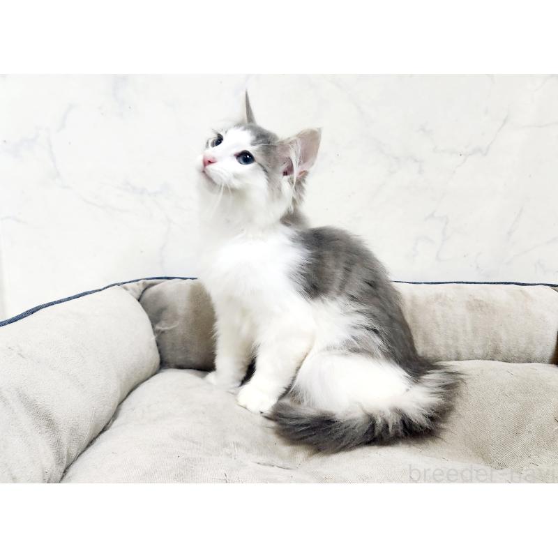 販売中の北海道のノルウェージャンフォレストキャット-134151の3枚目