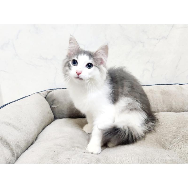 販売中の北海道のノルウェージャンフォレストキャット-134151の2枚目