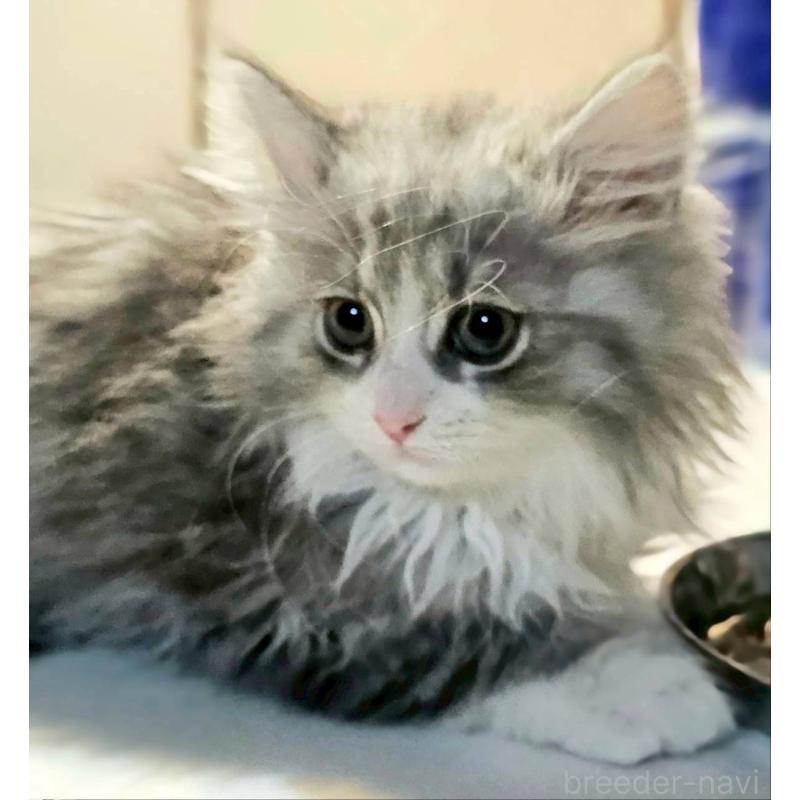 販売中の埼玉県のサイベリアン-133019の4枚目