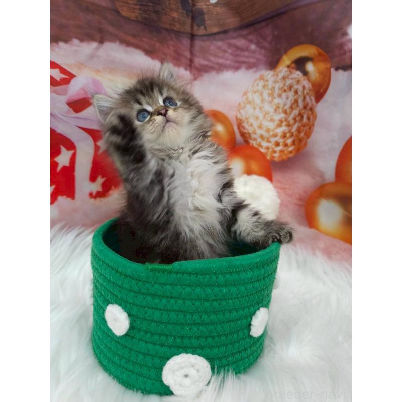 販売中の埼玉県のサイベリアン-133023の5枚目