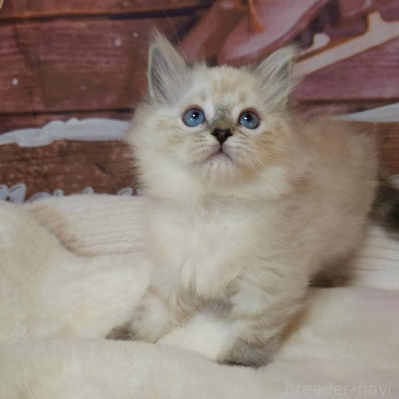 商談中の埼玉県のサイベリアン-132480の4枚目