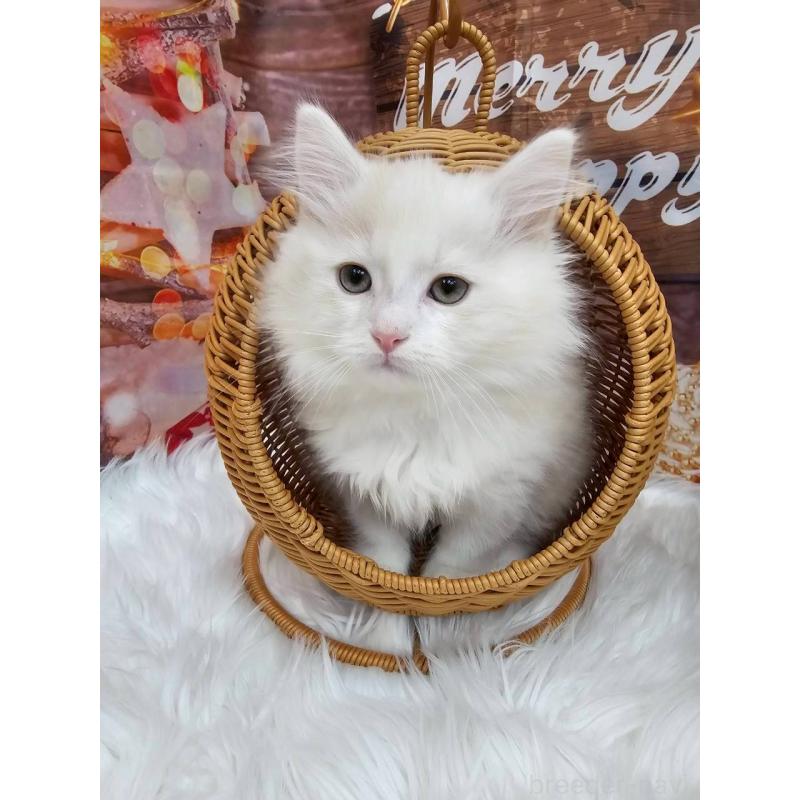 販売中の埼玉県のサイベリアン-132984の4枚目