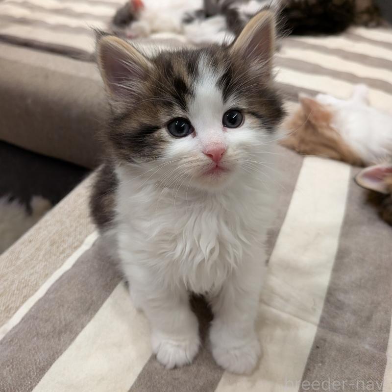 販売中の埼玉県のノルウェージャンフォレストキャット-134153