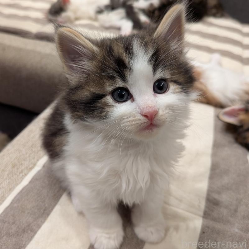 販売中の埼玉県のノルウェージャンフォレストキャット-134153の6枚目