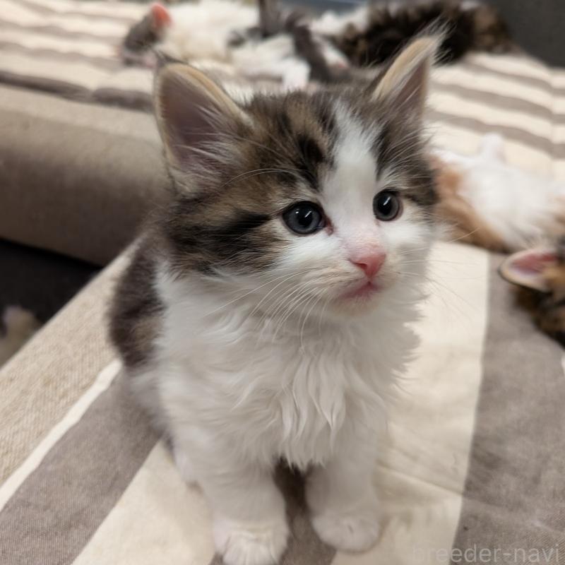 販売中の埼玉県のノルウェージャンフォレストキャット-134153の5枚目