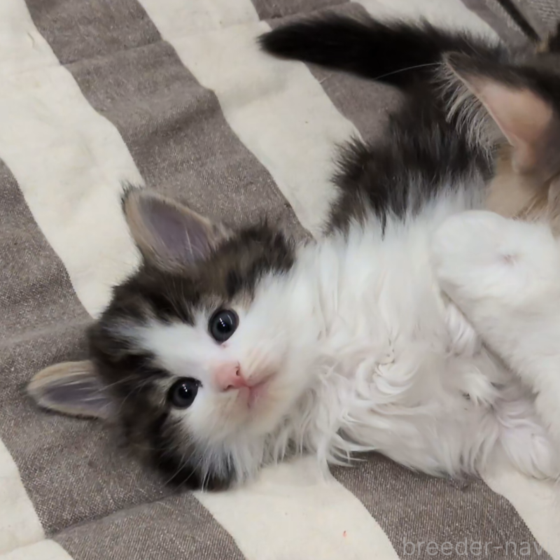 販売中の埼玉県のノルウェージャンフォレストキャット-134153の4枚目