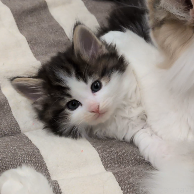 販売中の埼玉県のノルウェージャンフォレストキャット-134153の3枚目