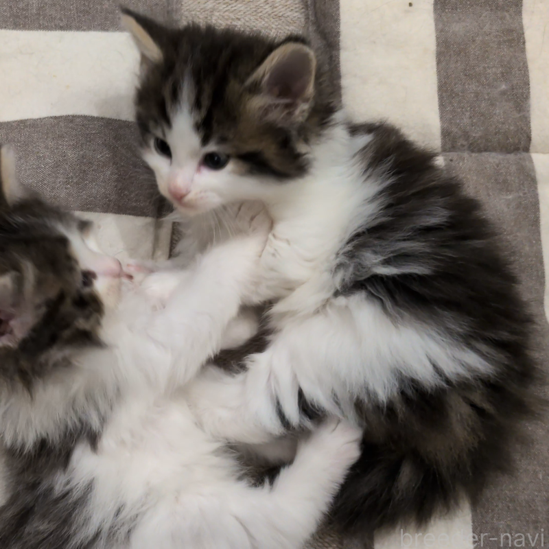 販売中の埼玉県のノルウェージャンフォレストキャット-134153の2枚目
