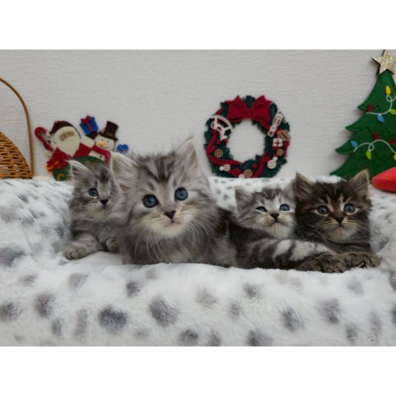 成約済の埼玉県のサイベリアン-133036の3枚目