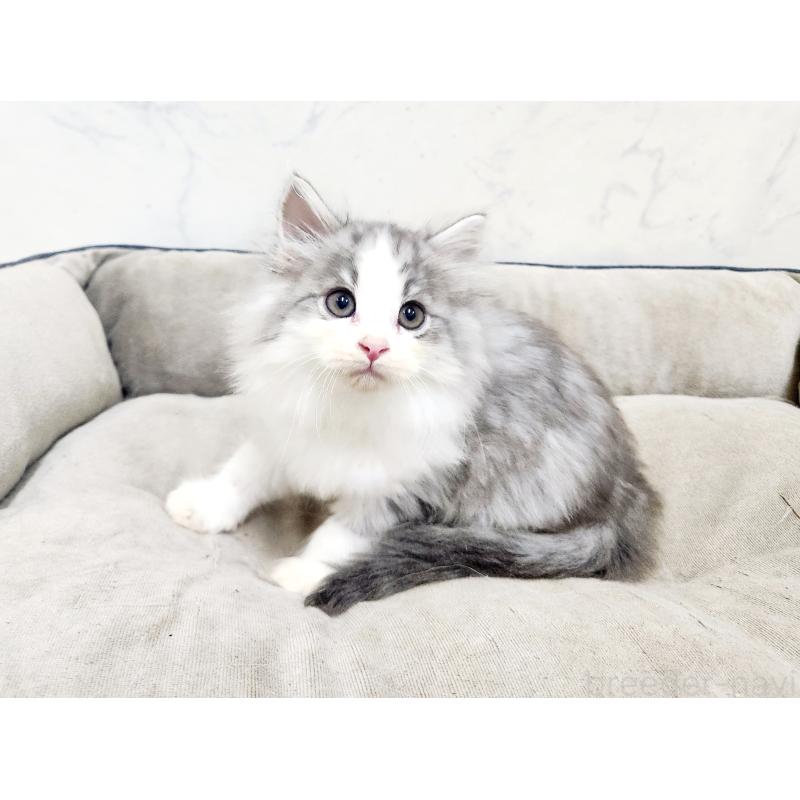 販売中の北海道のノルウェージャンフォレストキャット-134152の6枚目