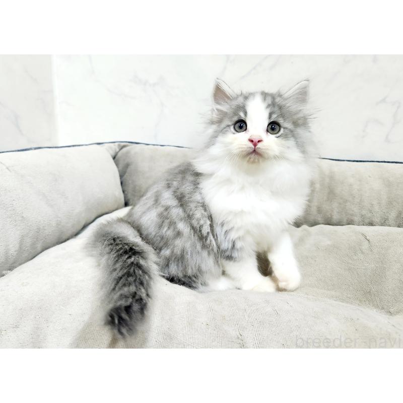 販売中の北海道のノルウェージャンフォレストキャット-134152の5枚目