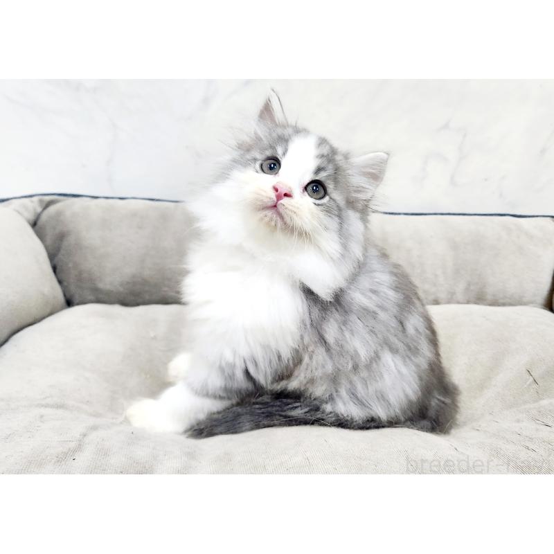 販売中の北海道のノルウェージャンフォレストキャット-134152の4枚目