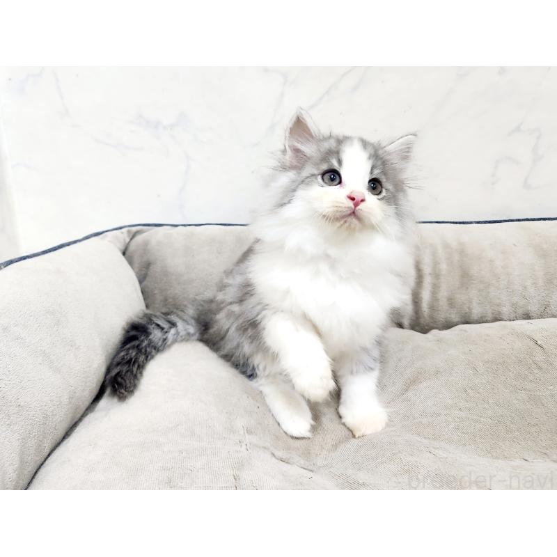 販売中の北海道のノルウェージャンフォレストキャット-134152の3枚目