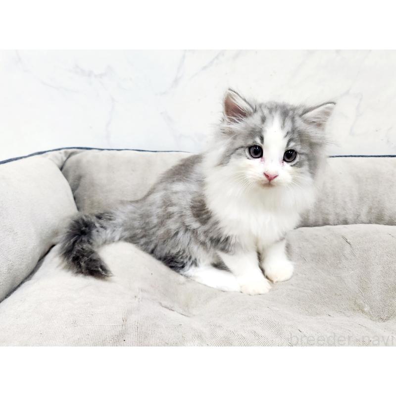 販売中の北海道のノルウェージャンフォレストキャット-134152の2枚目