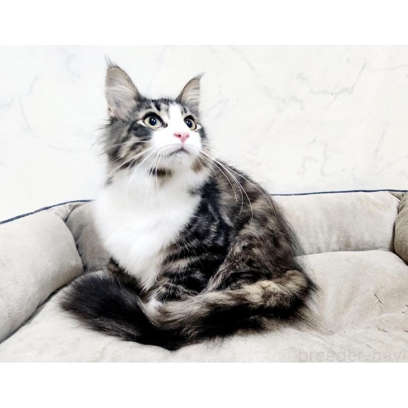 販売中の北海道のノルウェージャンフォレストキャット-134154の5枚目