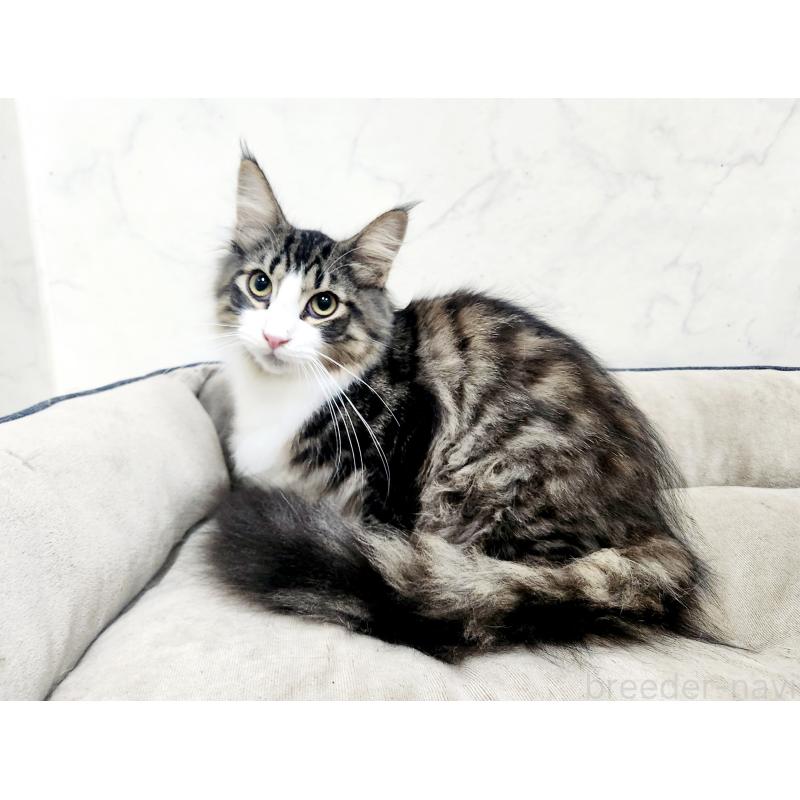 販売中の北海道のノルウェージャンフォレストキャット-134154の4枚目