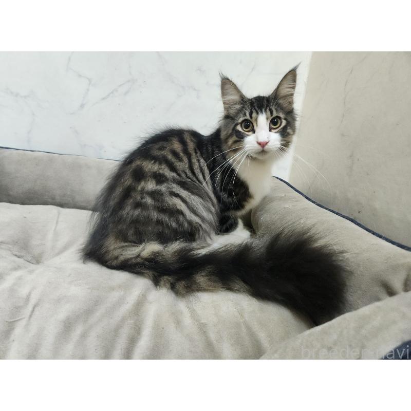販売中の北海道のノルウェージャンフォレストキャット-134154の3枚目
