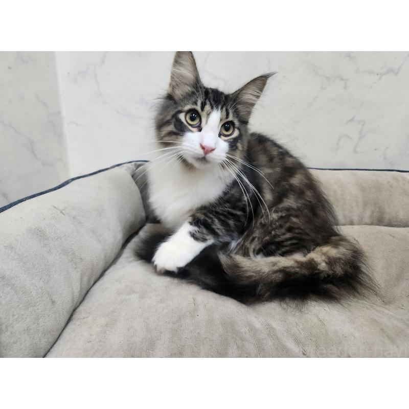 販売中の北海道のノルウェージャンフォレストキャット-134154の2枚目