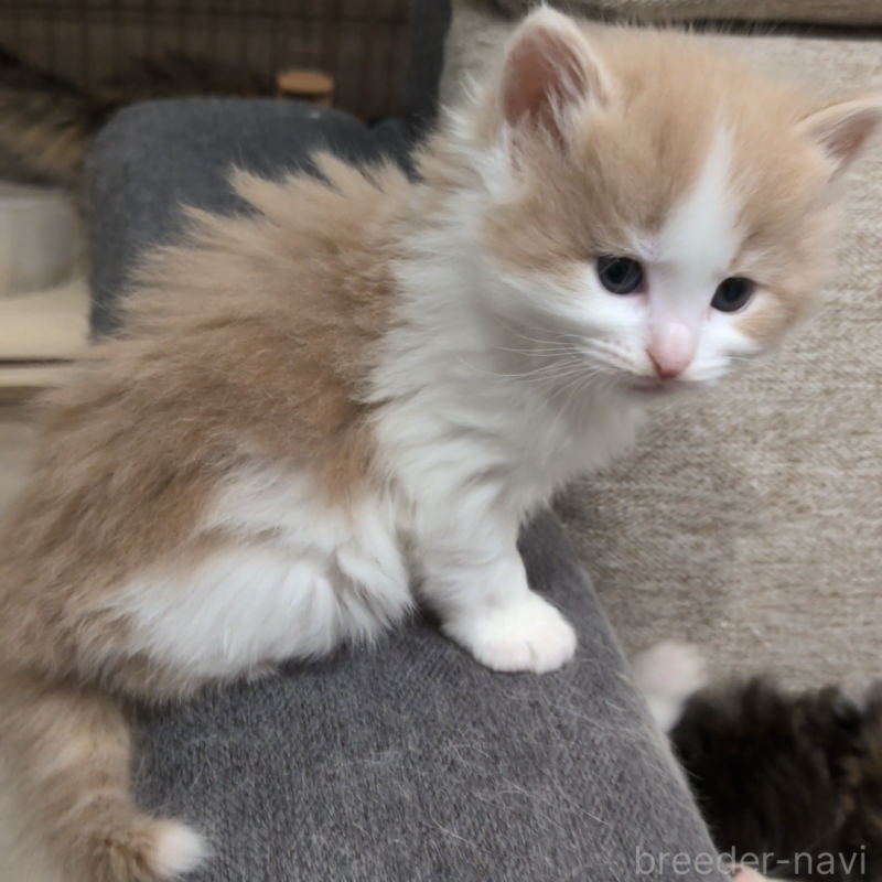 販売中の埼玉県のノルウェージャンフォレストキャット-134155