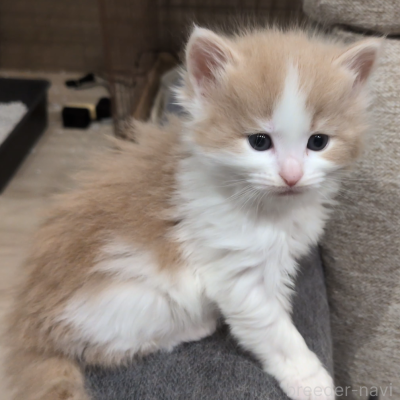 販売中の埼玉県のノルウェージャンフォレストキャット-134155の6枚目