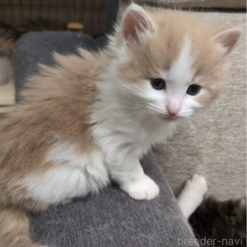 販売中の埼玉県のノルウェージャンフォレストキャット-134155の5枚目