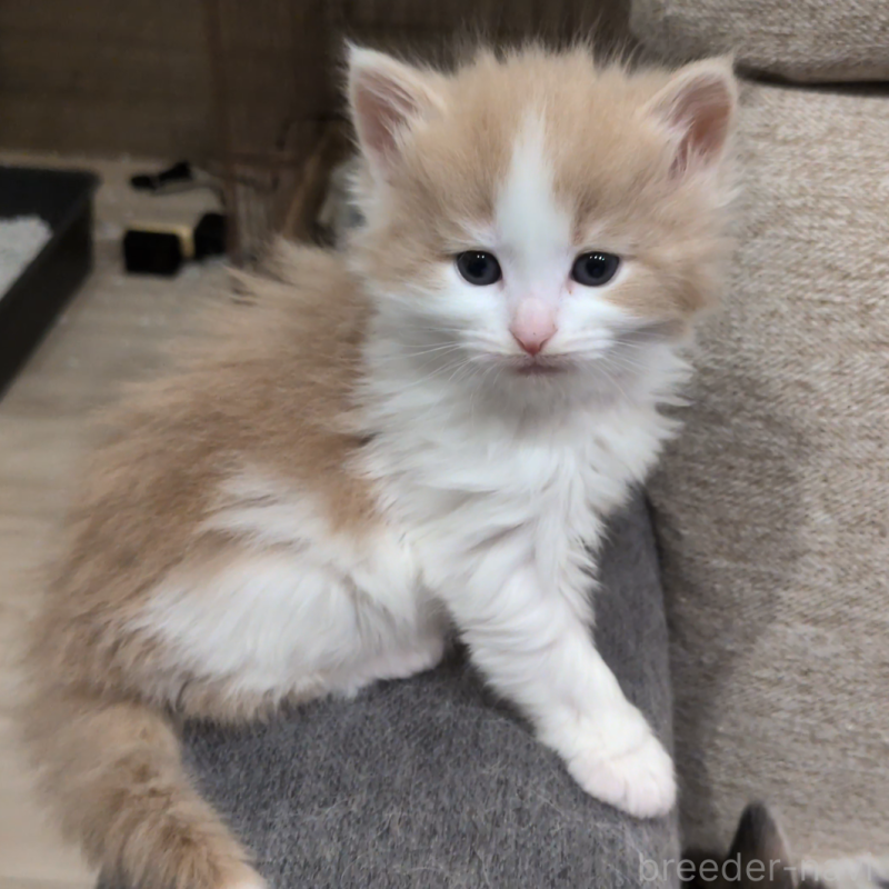 販売中の埼玉県のノルウェージャンフォレストキャット-134155の4枚目