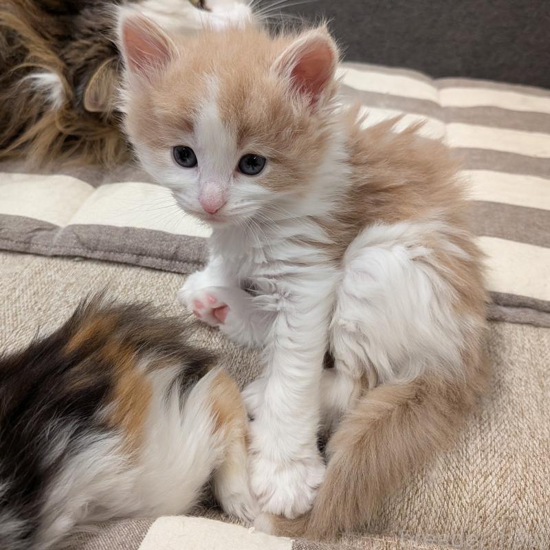 販売中の埼玉県のノルウェージャンフォレストキャット-134155の2枚目