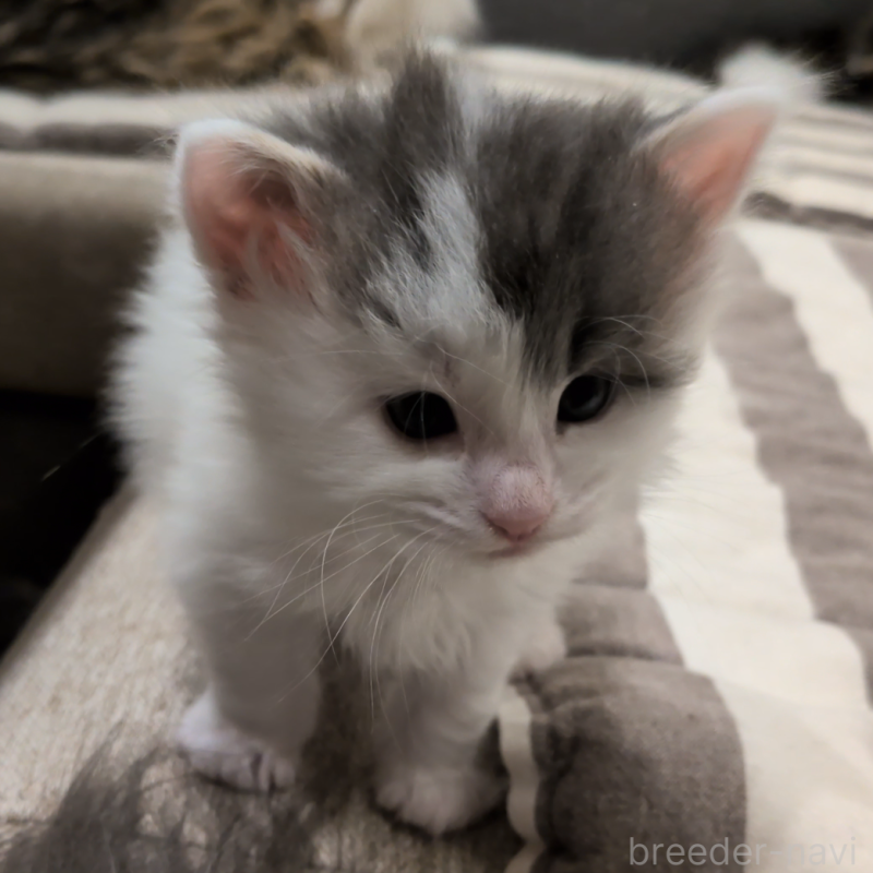 販売中の埼玉県のノルウェージャンフォレストキャット-134157