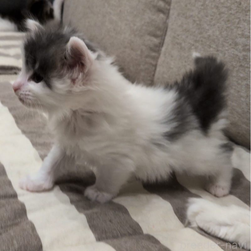 販売中の埼玉県のノルウェージャンフォレストキャット-134157の4枚目