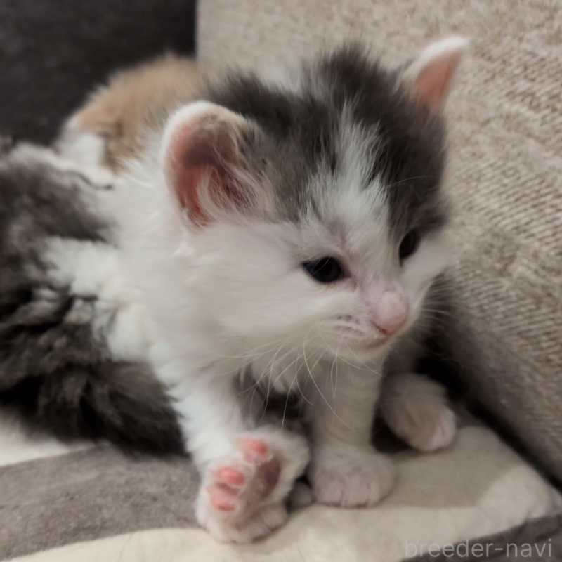 販売中の埼玉県のノルウェージャンフォレストキャット-134157の3枚目