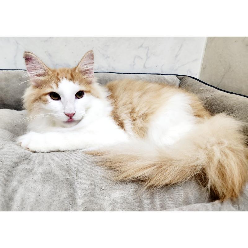 販売中の北海道のノルウェージャンフォレストキャット-134156の7枚目