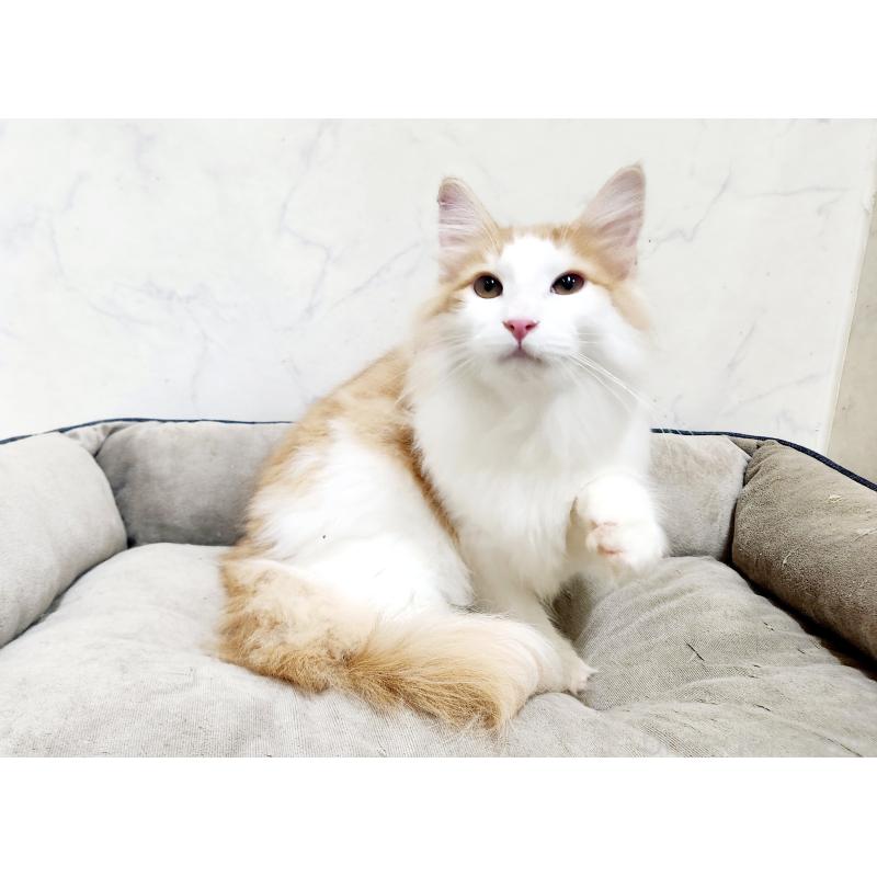 販売中の北海道のノルウェージャンフォレストキャット-134156の6枚目