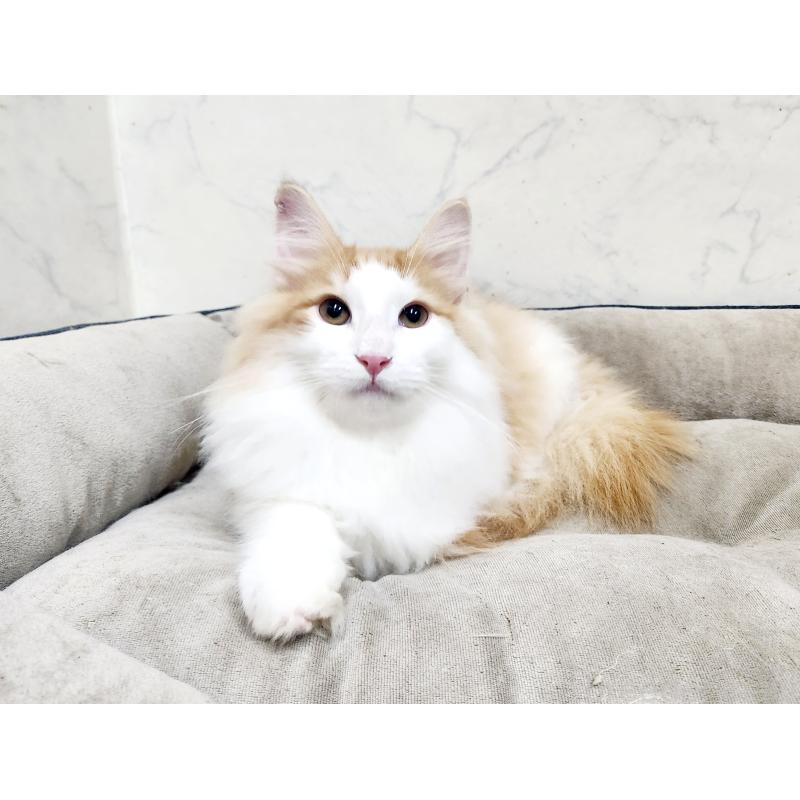 販売中の北海道のノルウェージャンフォレストキャット-134156の5枚目